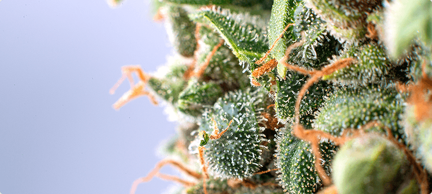 shutterstock_523553671